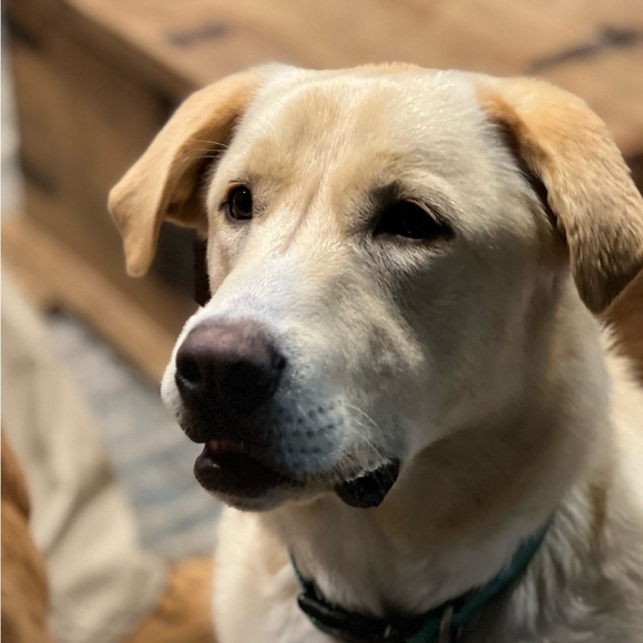 Meet your Posher, Kelley - Picture 4 of 5